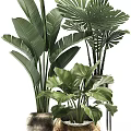 Large Leaf Indoor Potted Plants With Decorative Ceramic Pots For Home Interior Design