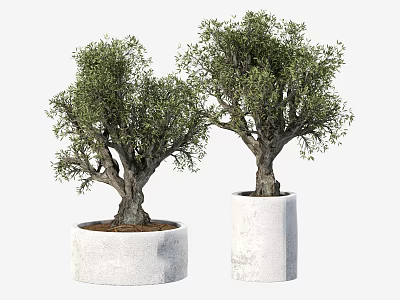 Olive Bonsai Trees in White Concrete Planters with Thick Trunks and Lush Green Foliage 3d model