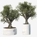 Olive Bonsai Trees in White Concrete Planters with Thick Trunks and Lush Green Foliage