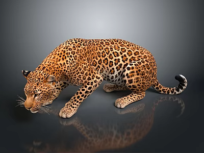 Realistic Crouching Leopard With Spotted Fur And Reflection On Dark Background 3d model