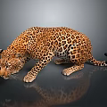 Realistic Crouching Leopard With Spotted Fur And Reflection On Dark Background