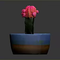 Pink Cactus with Colorful Clusters in Blue Pot with Brown Base and Soil