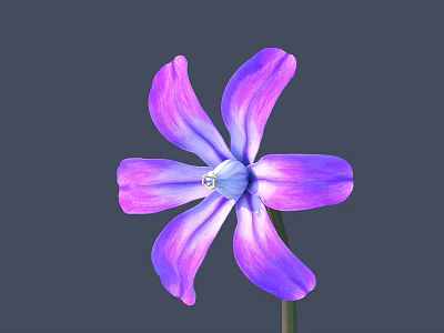 Purple and Pink Gradient Flower with Delicate Petals on Gray Background 3d model
