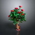 Potted Rose Plant With Red Roses Green Leaves Brown Trunk Pink Base On Gray Background