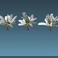 Row Of Flowering Trees With White Blossoms And Green Leaves On Blue Background