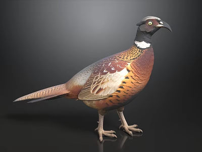 Colorful Pheasant With Brown Orange White Black Feathers On Dark Background 3d model