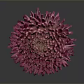 Vibrant Pink Chrysanthemum With Dense Glossy Petals On Dark Background