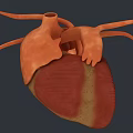 Group Of People Studying 3D Anatomical Models Of Human Organs Including Lungs Liver And Intestines