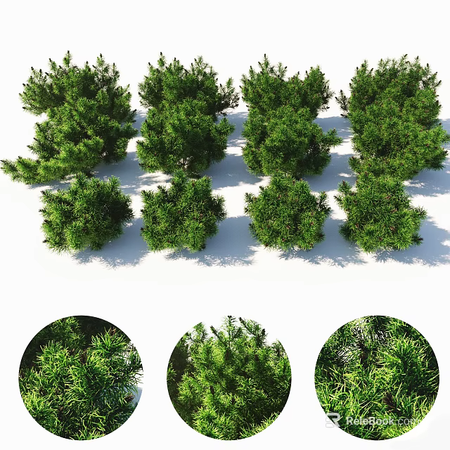 Various Types of Green Shrubs with Detailed Close Up Views and Lush Foliage 3d model 