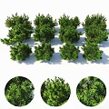 Various Types of Green Shrubs with Detailed Close Up Views and Lush Foliage