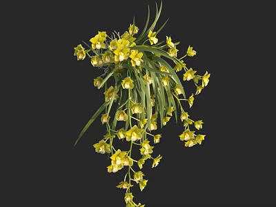 Beautiful Yellow Hanging Flowers With Fresh Green Leaves On Black Background 3d model