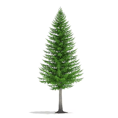 Plant Big Tree Outdoor Landscape Tree Garden Landscape Tree Pine Tree Fir Tree 3d model