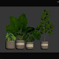 Green Leafy Indoor Plants in Striped Ceramic Pots for Home Decoration