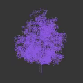 Tall Deciduous Tree with Lush Green Foliage and Brown Trunk Isolated Against Black Background