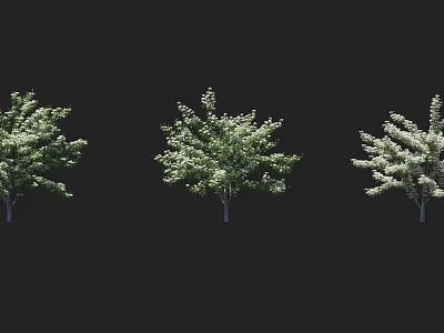 Three Trees With White Flowers And Green Leaves Against Black Background 3d model