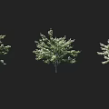 Three Trees With White Flowers And Green Leaves Against Black Background