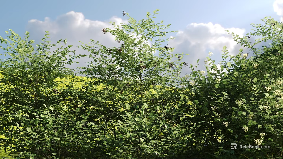 Lush Green Leafy Shrubs Thriving Under Bright Blue Sky With Fluffy White Clouds 3d model 