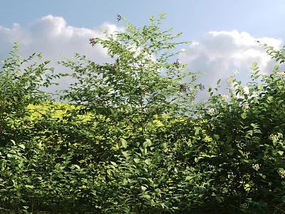 Lush Green Leafy Shrubs Thriving Under Bright Blue Sky With Fluffy White Clouds 3d model