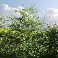 Lush Green Leafy Shrubs Thriving Under Bright Blue Sky With Fluffy White Clouds