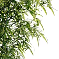 Lush Bamboo Plants With Green Foliage And Stems