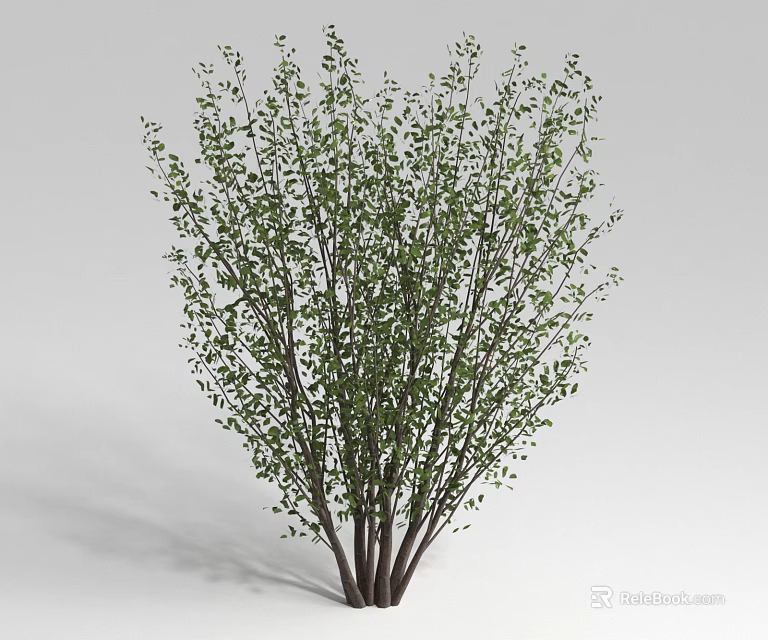 Lush Green Shrub With Multiple Stems And Dense Foliage For Garden Landscaping 3d model 