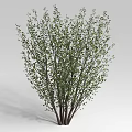 Lush Green Shrub With Multiple Stems And Dense Foliage For Garden Landscaping