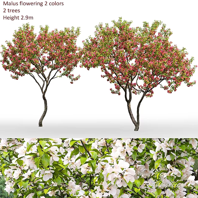 Blooming Garden Trees With Pink Flowers White Blossoms And Green Leaves 3d model 
