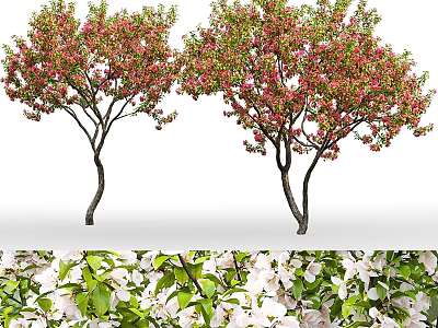 Blooming Garden Trees With Pink Flowers White Blossoms And Green Leaves 3d model