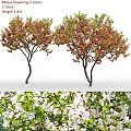 Blooming Garden Trees With Pink Flowers White Blossoms And Green Leaves