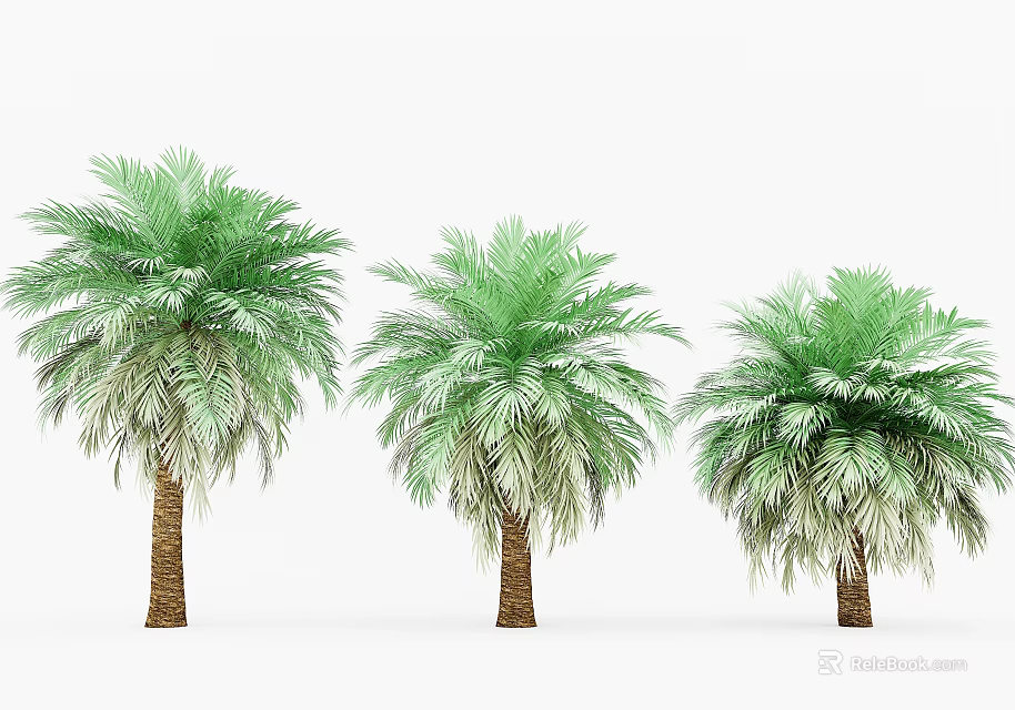 Three Palm Trees With Green Fronds And Brown Trunks Against White Background 3d model 