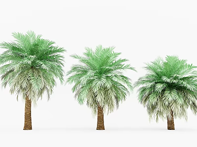 Three Palm Trees With Green Fronds And Brown Trunks Against White Background 3d model