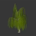 Weeping Willow With Long Green Drooping Branches And Slender Trunk On Dark Surface 3d model