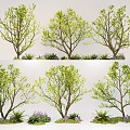 Arbor Landscape Plants Courtyard Tree Model Tree Street Tree 3d model