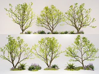 Arbor Landscape Plants Courtyard Tree Model Tree Street Tree 3d model