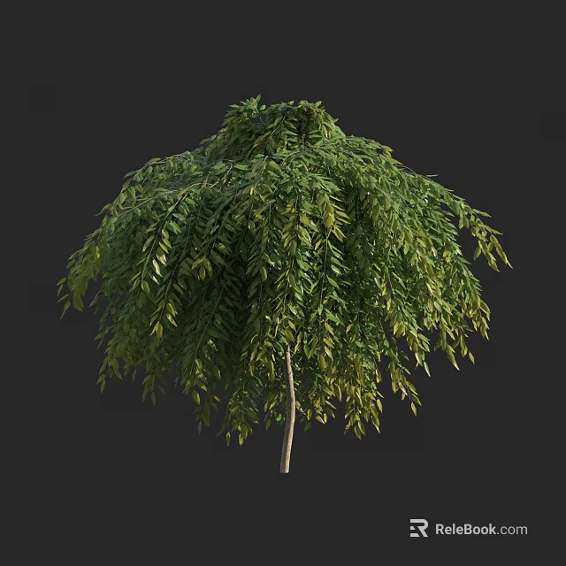 Dense Arbor with Umbrella Shaped Canopy Green Hanging Leaves and Slender Trunk 3d model 