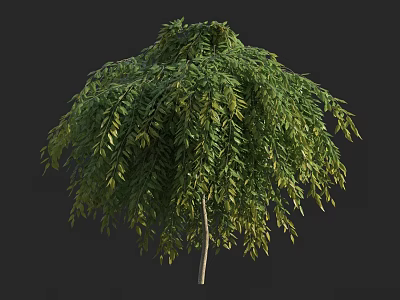 Dense Arbor with Umbrella Shaped Canopy Green Hanging Leaves and Slender Trunk 3d model