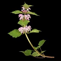 Pink Flowering Plant With Green Leaves Isolated On Black Background
