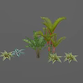Various Green Plants With Different Leaf Shapes Including Fern Palm And Succulent Types
