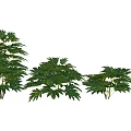 Green Leafy Shrubs In Various Sizes For Garden Landscape Decoration
