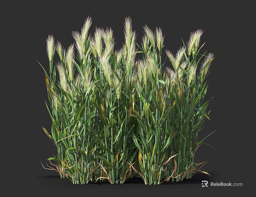 Lush Green Flowering Grass with Soft White Spikes in Natural Garden Growth 3d model 