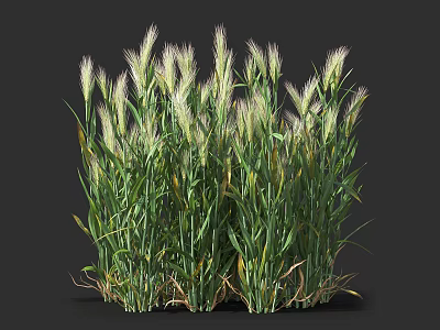 Lush Green Flowering Grass with Soft White Spikes in Natural Garden Growth 3d model