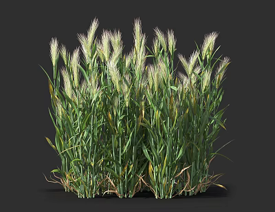 Lush Green Flowering Grass with Soft White Spikes in Natural Garden Growth 3d model