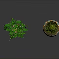 Hanging Vine Plant With Green Leaves And Three Tiered Spherical Topiary In Patterned Ceramic Pot