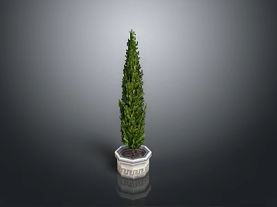 Green Tall Cypress Plant in White Hexagonal Pot with Grey Background 3d model