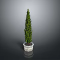 Green Tall Cypress Plant in White Hexagonal Pot with Grey Background