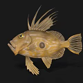 Brown Spotted Aquatic Fish with Long Dorsal Fins Yellow Eyes Open Mouth Against Black Background