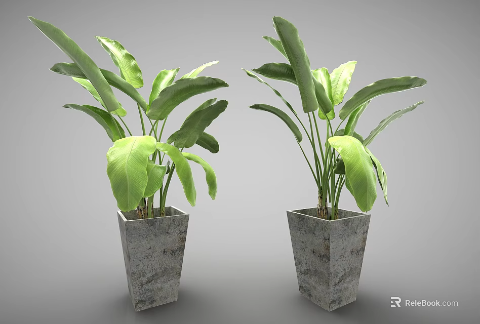 Two Green Potted Plants With Large Leaves In Square Concrete Texture Pots 3d model 
