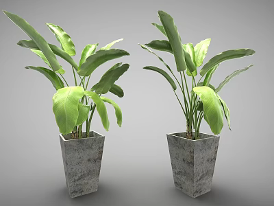 Two Green Potted Plants With Large Leaves In Square Concrete Texture Pots 3d model