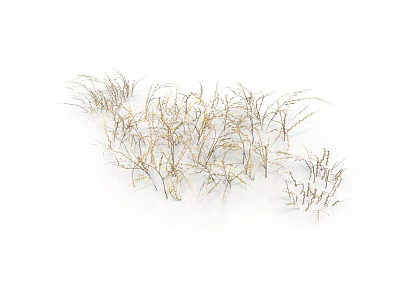 Dry Grass With Light Brown And Golden Thin Sparse Growth Against White Background 3d model