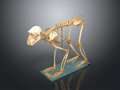 Mammalian Skeleton Organ Structure Display on Blue Base Stand with Detailed Bones 3d model